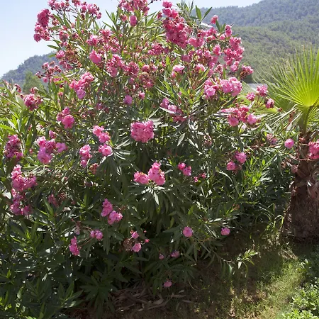 Hotel Palmira Adrasan