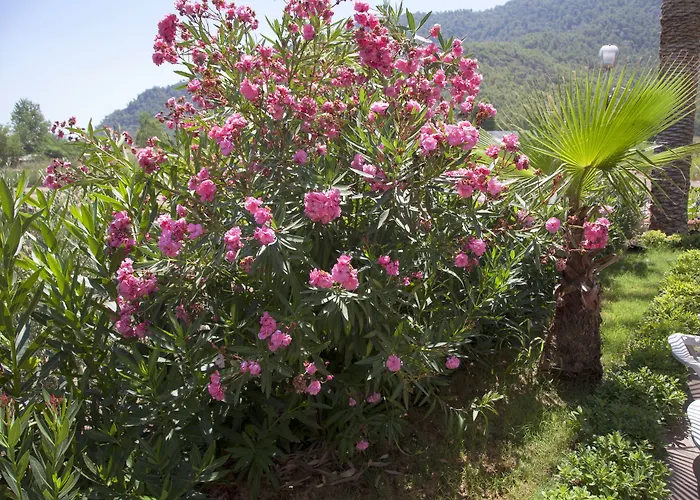 מלון Palmira אדראסן